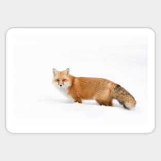 Red Fox - Algonquin Park Sticker